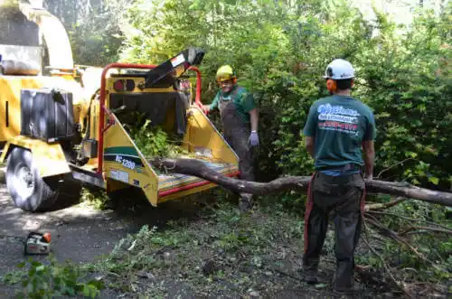 tree services Greeley